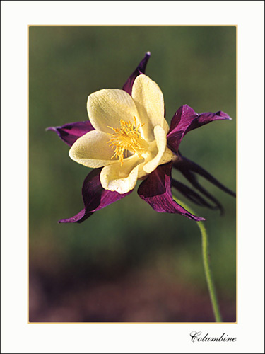 Columbine_3a