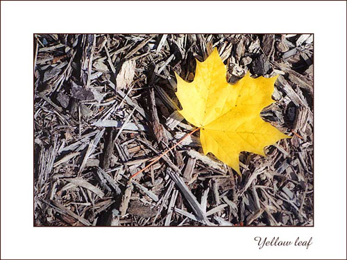 YellowLeaf